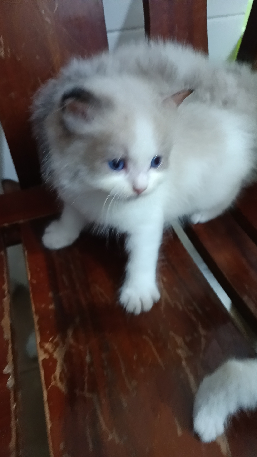 本人布偶猫都是家庭繁育，非宠物店。长期520/只出售布偶幼崽。